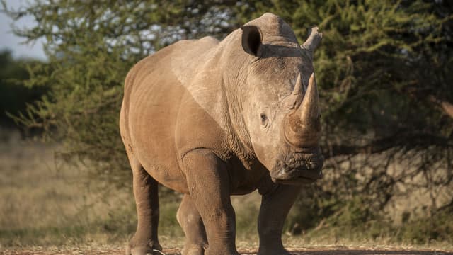 Un touriste chinois a été arrêté en Afrique du Sud. Il transportait 43 kilos de cornes de rhinocéros. (Photo d'illustration)