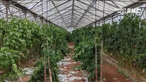 La grêle a fortement endommagé des exploitations agricoles à Hyères