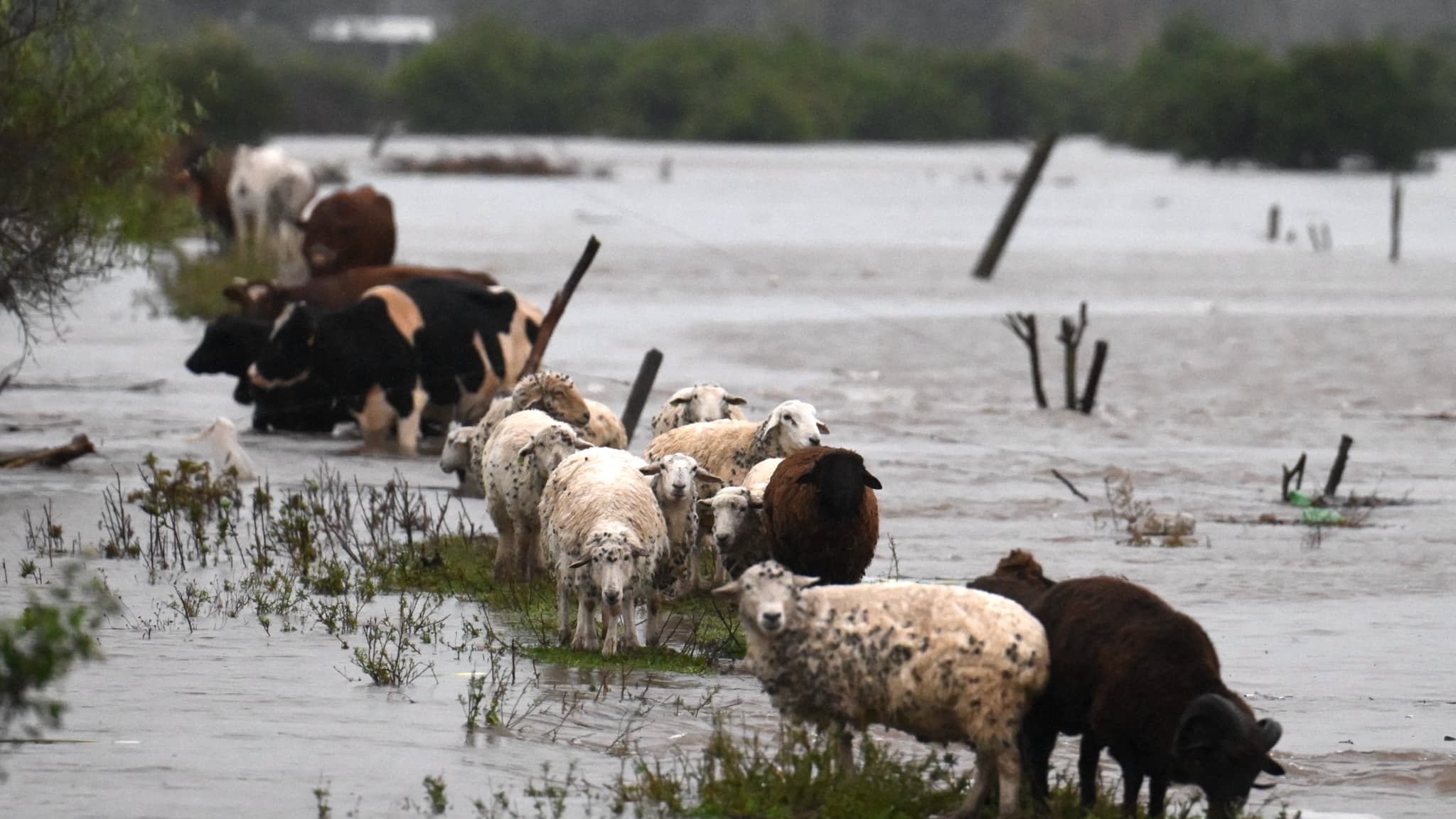 Des moutons et des vaches restent dans un champ inondé après de fortes pluies à Campana, dans la province de Buenos Aires, le 17 mai 2025. 