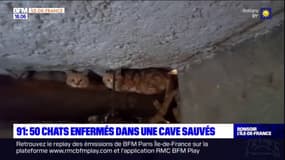 Essonne: une cinquantaine de chats enfermés dans une cave sauvés