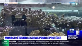 Monaco: le conservatoire mondial du corail est chargé de protéger cette espèce