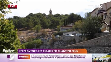Symbole de la Provence, pourquoi les cigales n'ont pratiquement pas chanté au mois d'août