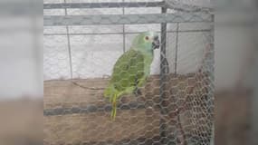 Le perroquet a été saisi ce lundi dans l'état brésilien de Piauí. 
