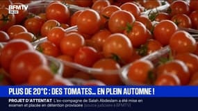 La production de tomates continue en plein mois de novembre 