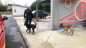 Deux chiens sauveteurs décorés d'une médaille d'honneur 