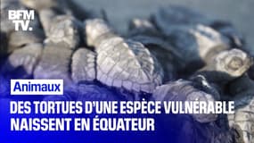 Des tortues d’une espèce vulnérable naissent en Équateur