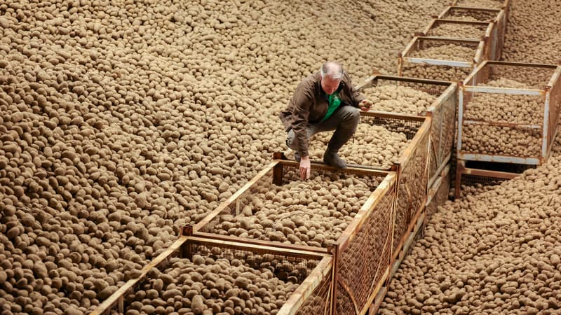"L’idée de les jeter est difficile à supporter émotionnellement": à Berlin, une entreprise agricole distribue 4.000 tonnes de pommes de terre qu'elle n'arrive plus à écouler