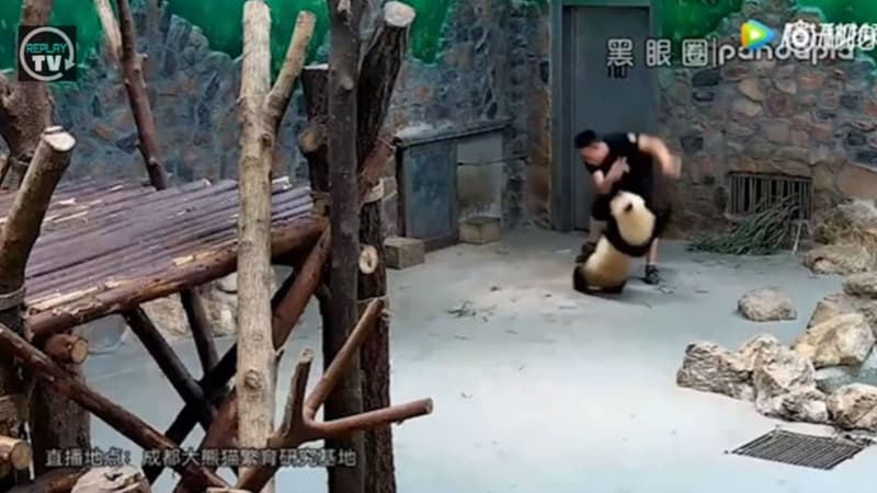 Des images de pandas malmenés en Chine