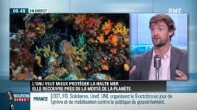 Pourquoi l'ONU veut-elle mieux protéger la "haute-mer"?