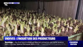 L'inquiétude des producteurs d'endives face à la flambée des prix