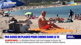 Bouches-du-Rhône: pas assez de plages pour chiens?