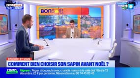 Comment bien choisir son sapin avant Noël ? 🎄