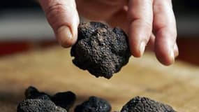 Le coup d'envoi de la saison des truffes a été donné à Sarlat lors du premier marché de gros de l'année créé il y a trois ans par les édiles de la cité médiévale pour le "diamant noir du Périgord", le produit réputé le plus savoureux du monde. En Dordogne