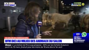 Salon de l'Agriculture: immersion au cours de la préparation des vaches pour les concours 