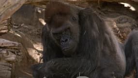 En Californie, deux gorilles du zoo de San Diego ont été testés positifs au Covid-19