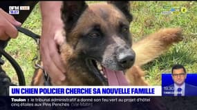 Toulon: désormais à la retraite, un chien policier cherche une nouvelle famille