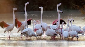 Des flamants roses au parc de Pont de Gau, en 2001.