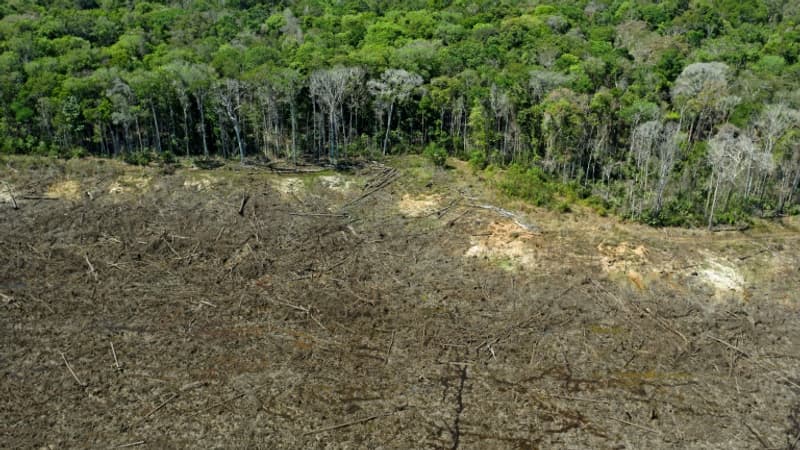 D'ici 2050 la forêt amazonienne pourrait atteindre un 