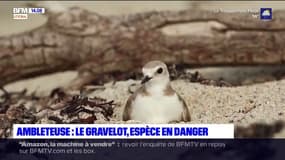 Ambleteuse: le gravelot, une espèce en danger 