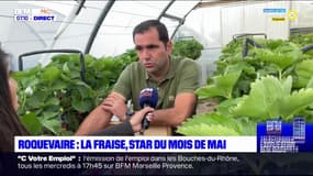 Bouches-du-Rhône: les fraises font leur grand retour
