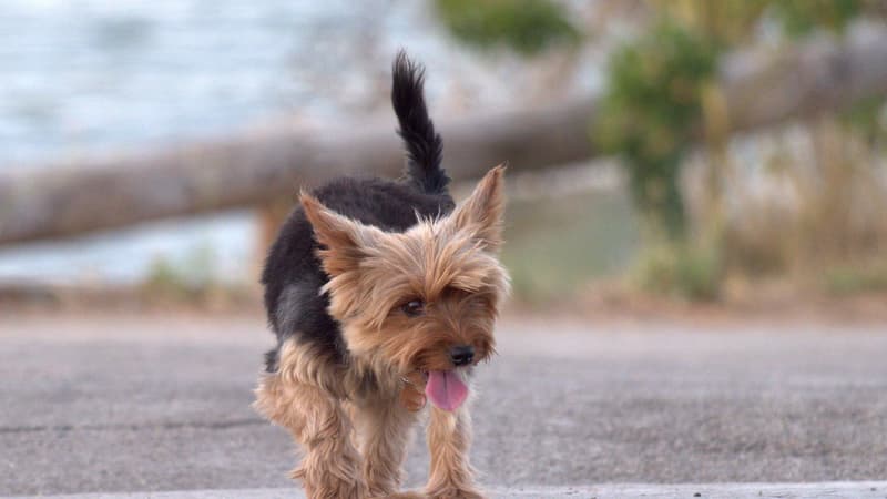 Saône-et-Loire: une chienne sauve sa voisine de 75 ans après sa chute sur le sol gelé