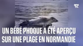 Que faire si vous rencontrez des jeunes phoques seuls sur les plages en Normandie? 