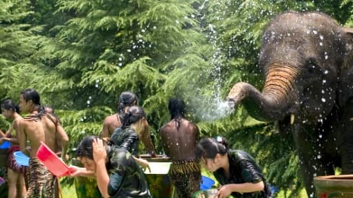 Un éléphant dans la province du Hangzhou en Chine