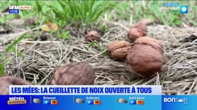 Les Mées: la cueillette de noix ouverte à tous aux Vergers de la Galine