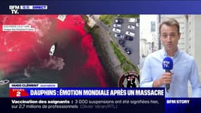 Hugo Clément: "Les Îles Féroé ont franchi la ligne rouge avec ce massacre où près de 1500 dauphins ont été tués en une seule fois"