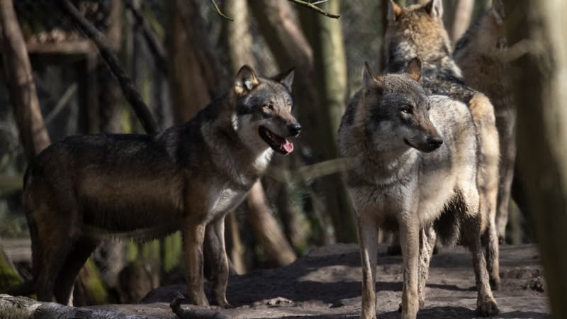"Une décision prise en dernier recours": des loups devenus violents entre eux euthanasiés par un parc britannique