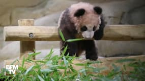 Le public se presse pour la première sortie publique du bébé panda du zoo de Beauval 