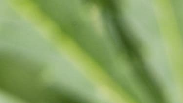 La PJ de Lyon a découvert plusieurs plants de cannabis bio, dans un petit village du Nord-Isère. (Photo d'illustration)