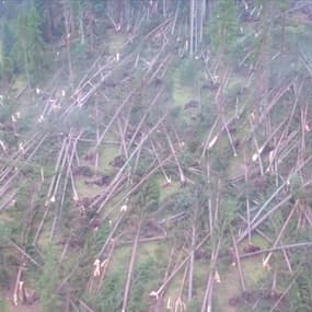 Des millions d’arbres déracinés… Les images apocalyptiques de la Vénétie après la tempête