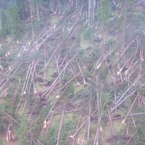 Des millions d’arbres déracinés… Les images apocalyptiques de la Vénétie après la tempête