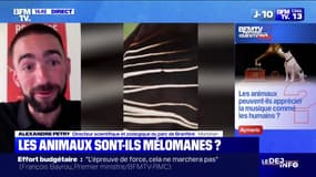 Les animaux peuvent-ils apprécier la musique comme les humains? BFMTV répond à vos questions