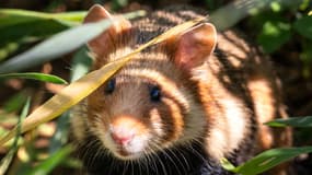 Un grand hamster d'Alsace. (Photo d'illustration)