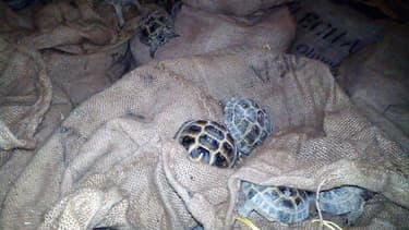 Des tortues saisies par Interpol lors de l'opération