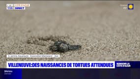 Villeneuve-Loubet: des naissances de tortues attendues