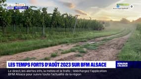 Rétro 2023: retour sur les temps forts du mois d'août en Alsace