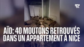 Nice: 40 moutons retrouvés entassés dans un appartement, destinés à être vendus  pour l'Aïd el-Kebir 