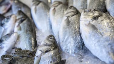 Des poissons (photo d'illustration)