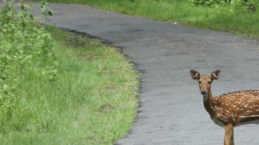 Avec la mise à jour de son Autopilot, les véhicules Tesla peuvent désormais freiner devant de gros animaux comme les élans mais malheureusement pas les biches