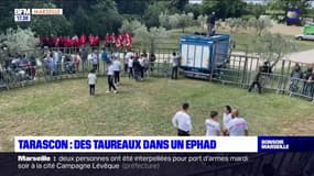 Tarascon: une cours de taureaux pour divertir les habitants d'un Ehpad