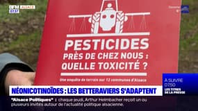 Interdiction de néonicotinoïdes pour les betteraves: les producteurs s'adaptent en Alsace 