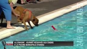 En Allemagne, cette piscine municipale est réservée aux chiens pour une journée