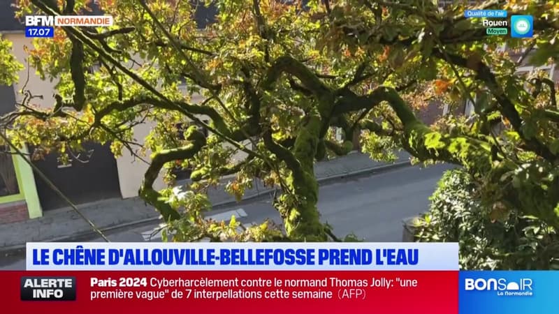 Seine-Maritime: le chêne d'Allouville-Bellefosse prend l'eau