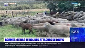 Bormes-les-Mimosas: les habitants inquiets face aux attaques répétées des loups