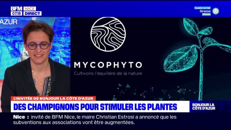 Côte d'Azur: des champignons pour stimuler les plantes