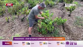 Vendanges : jour de repos supprimé, salariés en danger ?