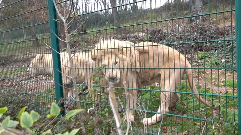 "On a trouvé des brèches dans les enclos des lions": l'interminable fermeture d'un zoo du Tarn, entre animaux errants et conditions de détention décriées